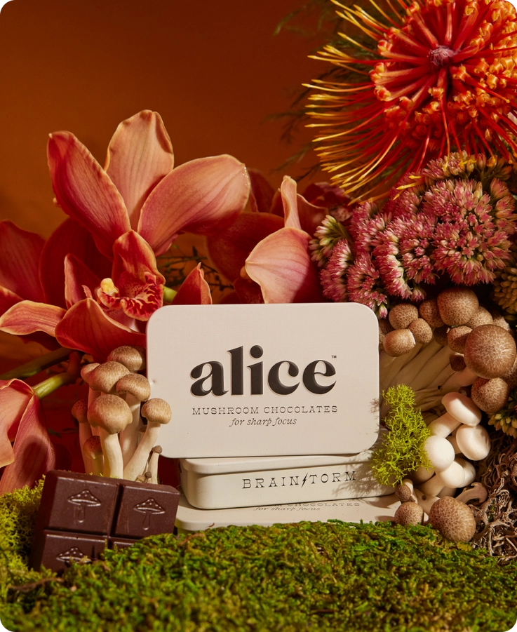 Alice Mushroom Chocolate - Brainstorm